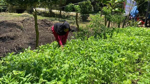 kotoran_sapi_jadi_solusi_ekonomi_hijau_manfaatnya_berganda