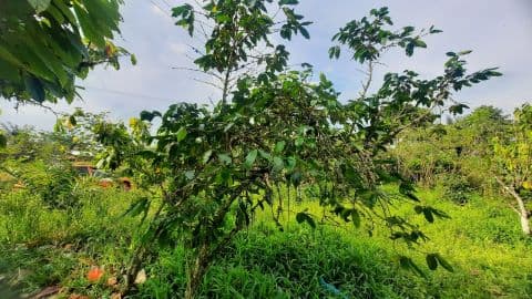 krisis_kebun_kopi_di_simalungun_petani_beralih_ke_tanaman_yang_lebih_untung