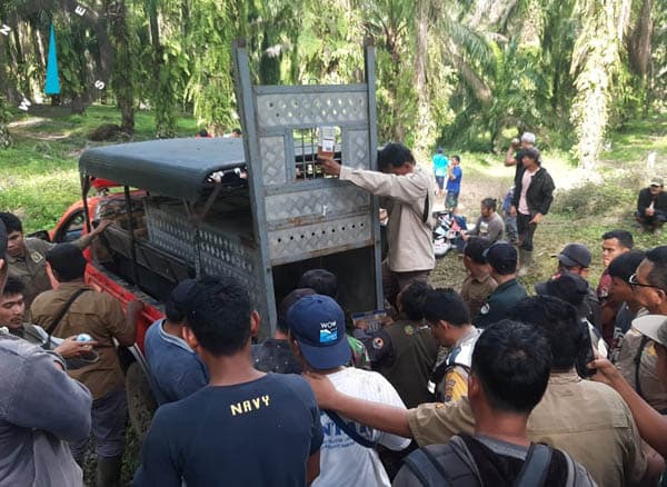 kronologi_harimau_sumatera_terkena_jerat_babi_hutan_di_simalungun