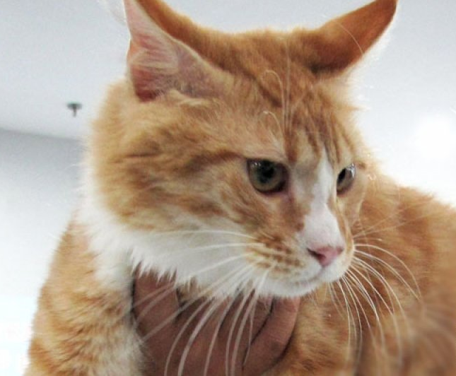 kucing_peliharaan_positif_covid_19_di_inggris