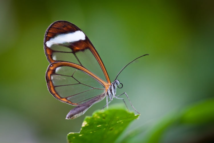 kupu_kupu_glasswing_sayap_transparan_bak_jendela_kaca