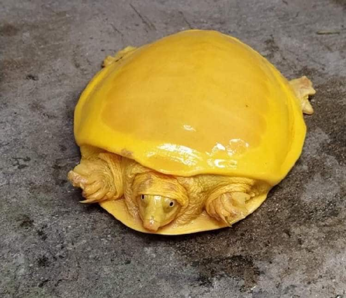 kura_kura_albino_langka_terlihat_bagai_sepotong_keju_meleleh
