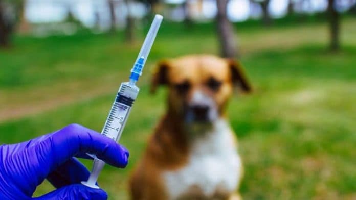 kurangi_dampak_penularan_pemko_medan_gencar_lakukan_vaksin_rabies