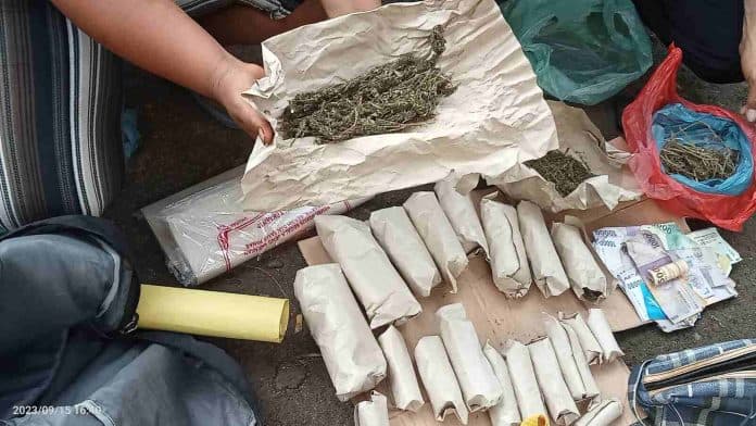 ladang_ganja_ditemukan_pasutri_di_dairi_diamankan