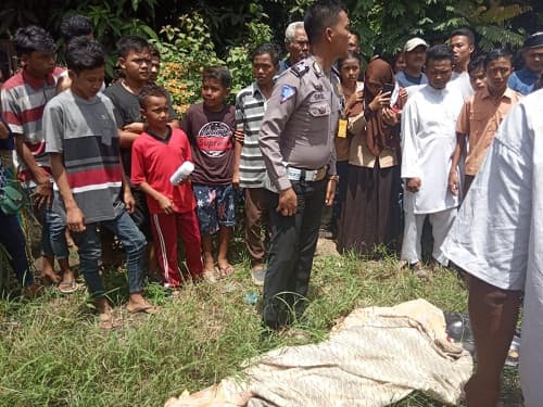laga_kambing_karyawan_bumn_tewas_di_batu_bara