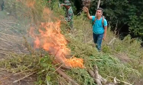 lagi_5_hektar_ladang_ganja_di_madina_dibakar_dan_dimusnahkan