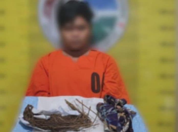lagi_polisi_ringkus_pengedar_ganja_di_padangsidimpuan