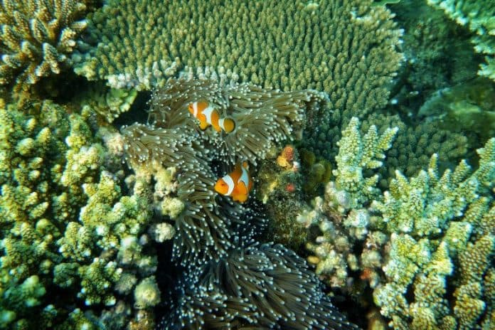 lagi_unesco_akui_tiga_cagar_biosfer_indonesia