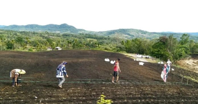 lahan_food_estate_di_ulu_merah_pakpak_bharat_mulai_ditanami_para_petani