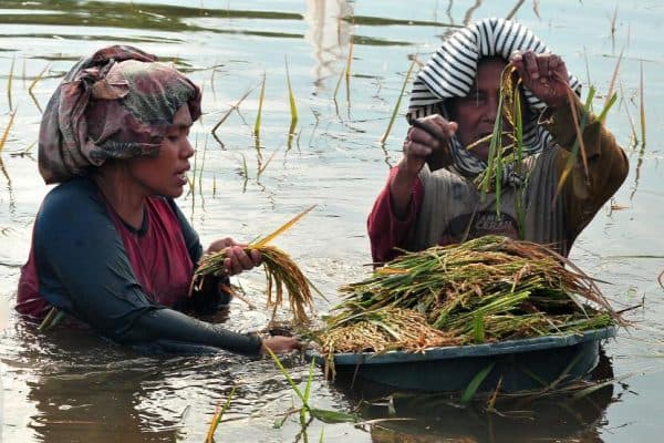 lahan_petani_terdampak_banjir_di_sumut_ini_cara_memperoleh_bantuan_bibit_pemerintah