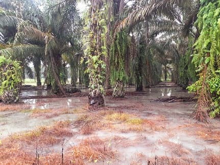 lahan_sawit_warga_bosar_galugur_terendam_banjir_panen_tertunda
