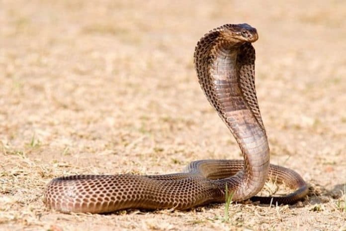 lakukan_atraksi_pemuda_tewas_dipatuk_ular_kobra