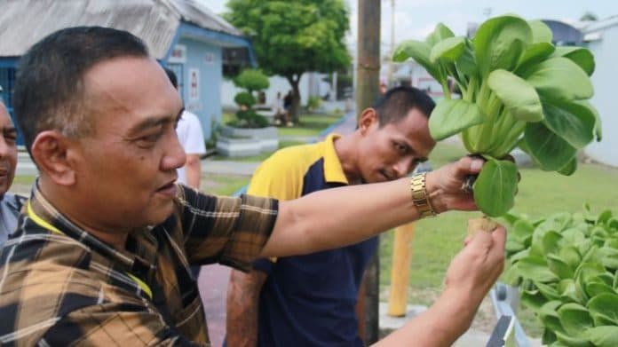 lapas_tanjung_balai_asahan_genjot_hasil_panen_sae_wujudkan_warga_binaan_mandiri