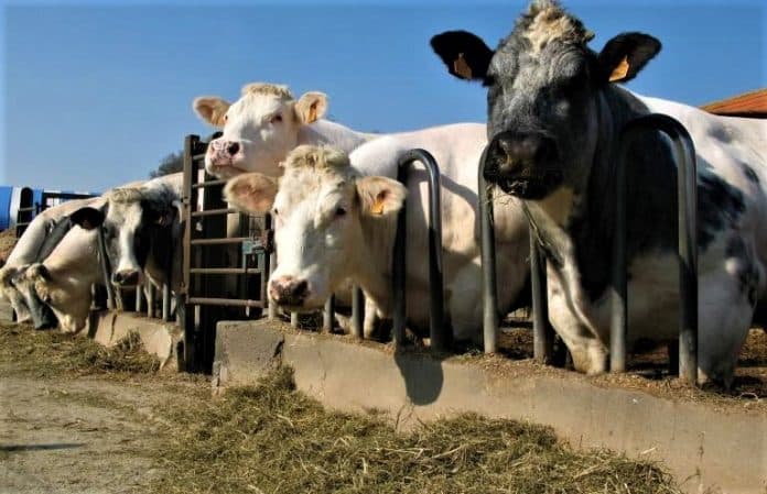 larangan_impor_daging_dari_polandia_dan_belgia_dicabut_china