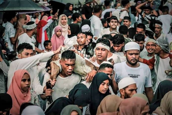 lawa_pipi_tradisi_larikan_kambing_jelang_kurban_iduladha