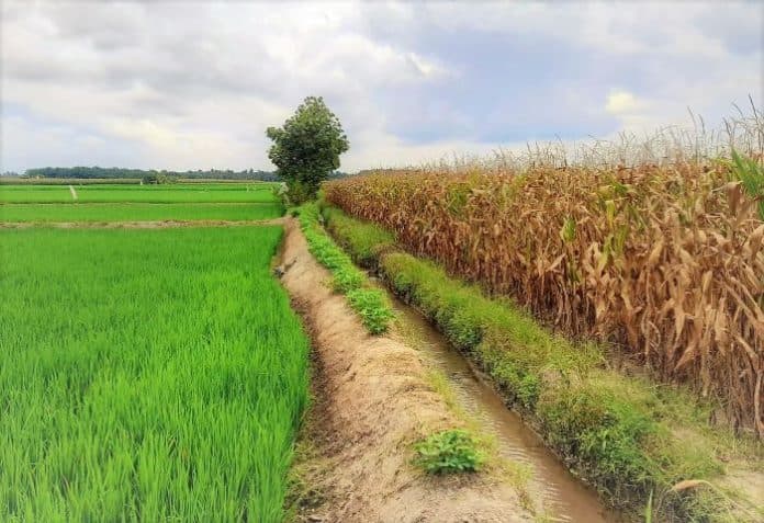 lebih_menjanjikan_ketimbang_padi_warga_muara_mulia_simalungun_pilih_tanam_jagung