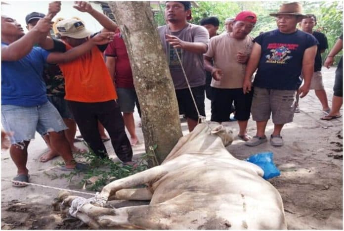 lembu_kurban_lepas_warga_beringin_berlarian_ketakutan