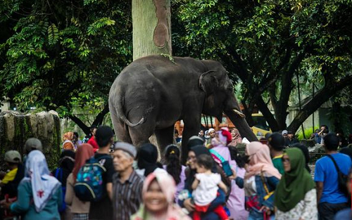 libur_imlek_ribuan_pengunjung_serbu_kebun_binatang_ragunan