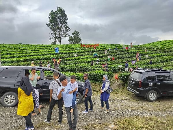 libur_tahun_baru_kebun_teh_sidamanik_dipadati_pengunjung