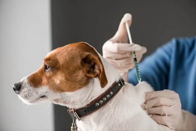 lima_kabupaten_di_sumut_catatkan_kasus_positif_rabies