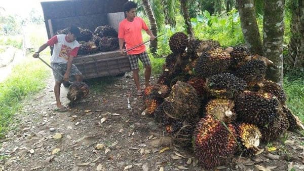 luas_kebun_sawit_rakyat_di_simalungun_meningkat_jadi_30393_ribu_hektare