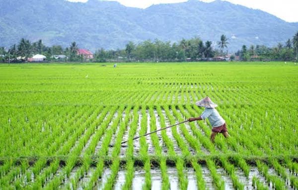 luas_lahan_baku_sawah_di_simalungun_tersisa_27693_hektare