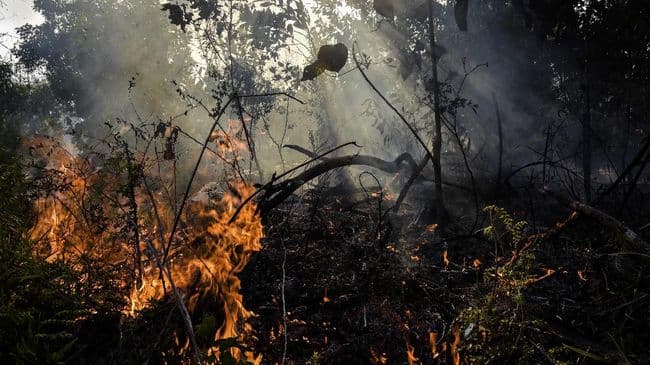 luas_lahan_yang_terbakar_di_gunung_lawu_capai_200_hektare