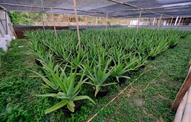 lulur_lidah_buaya_bisa_hilangkan_stretch_mark
