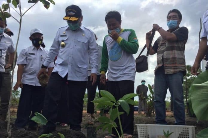 mahal_dan_menyehatkan_umbi_porang_dibudidayakan_petani
