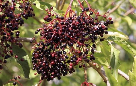 makanan_yang_memiliki_kandungan_senyawa_sianida_alami