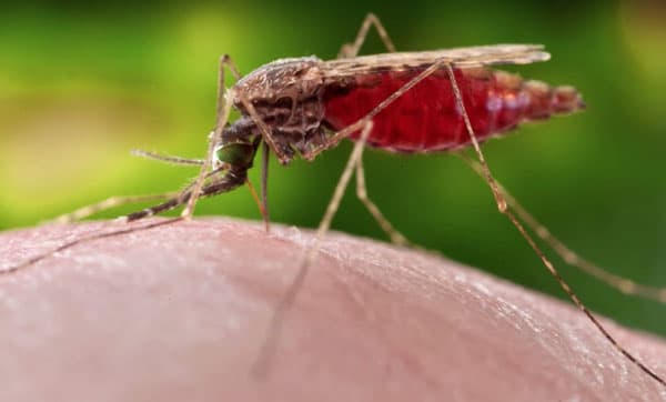 malaria_mewabah_di_nisel_3_orang_meninggal_dunia