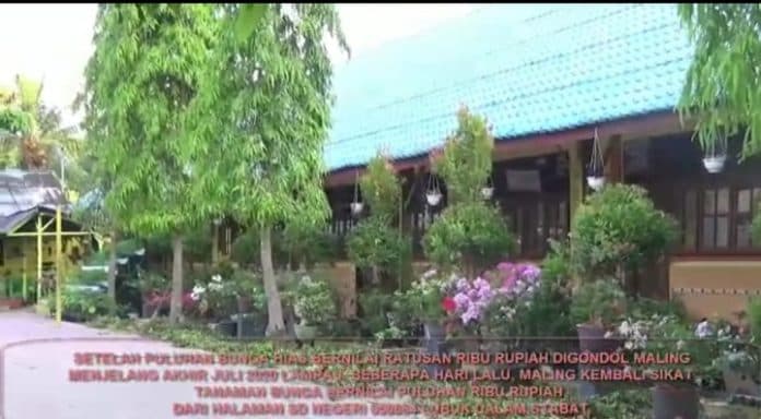maling_bunga_marak_di_stabat_taman_sekolah_sdn_lubuk_dalam_jadi_korban_tonton_videonya