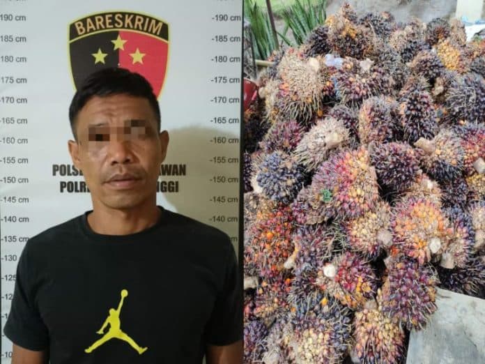 maling_sawit_kebun_pabatu_ditangkap_dua_temannya_kabur