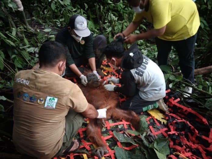 malnutrisi_bksda_sumut_evakuasi_satu_individu_orangutan_tapanuli