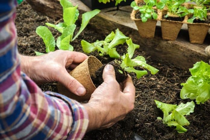 manfaat_berkebun_untuk_tingkatkan_kualitas_tidur