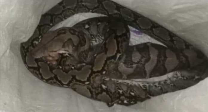 mangsa_seekor_ayam_ular_sanca_sepanjang_3_meter_ditangkap_warga