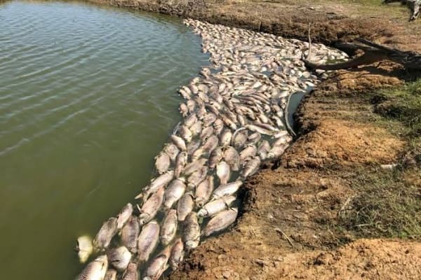 manindee_jutaan_ikan_mati_di_dekat_kota_australia