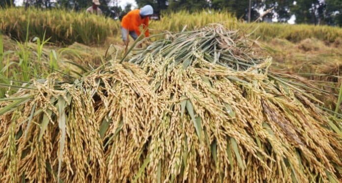 mantap_harga_gabah_sentuh_rp6300_per_kg_di_september_2020