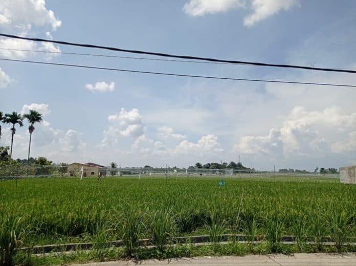 masa_tanam_musim_hujan_dishanpangtan_siantar_imbau_petani_kontrol_irigasi