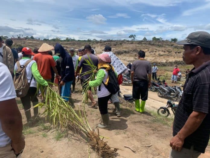 masyarakat_cabut_tanaman_sawit_di_sidamanik_humas_kebun_teh_yang_berhak_itu_pemerintah
