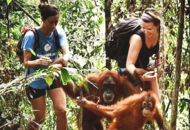 mebilangro_harus_punya_kartu_as_orangutan_sumut_di_langkat_satu_satunya_ekowisata_dunia