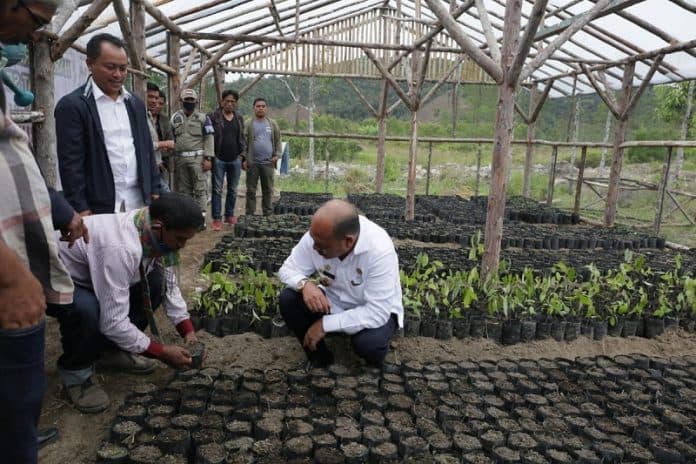 melalui_rumah_pembibitan_masyarakat_adat_bupati_taput_ingin_kembalikan_kejayaan_petani_kemenyan