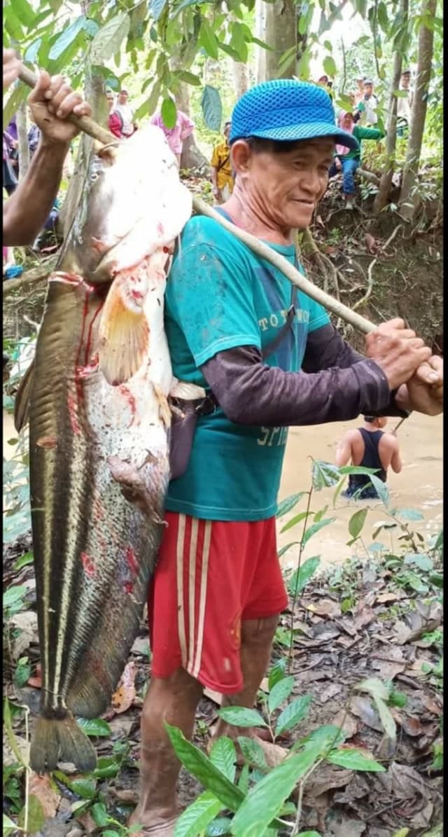 melihat_ikan_tapah_seukuran_manusia_hasil_tangkapan_warga_kapuas_hulu