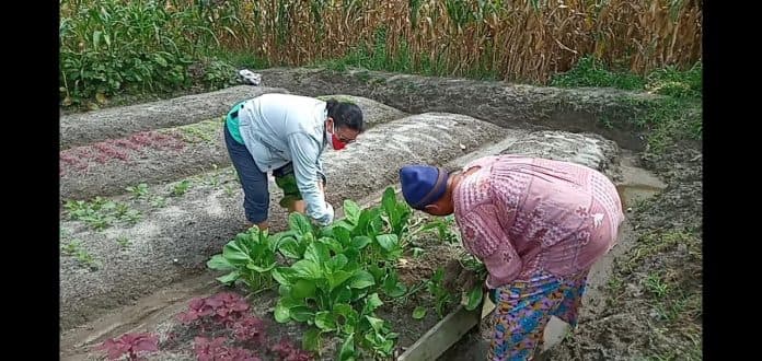 membidik_pertanian_organik_di_blok_songo_kabupaten_simalungun