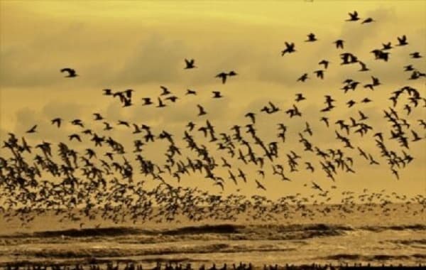 mengapa_burung_berbahaya_bagi_penerbangan_simak_penjelasan_pakar