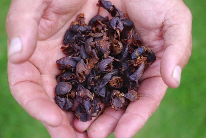mengenal_khasiat_kaskara_kulit_kopi_yang_selama_ini_disia_siakan