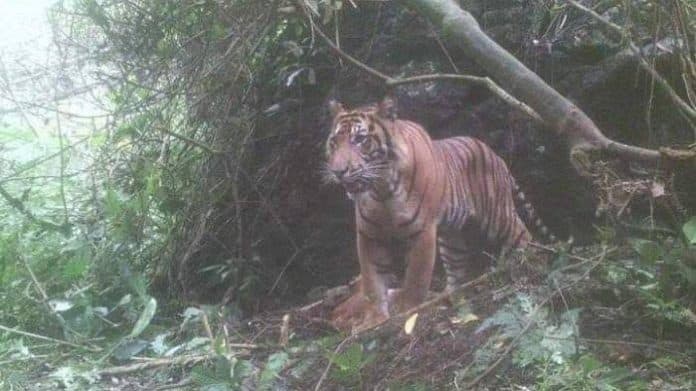 mengerikan_harimau_sumatera_ini_kerap_muncul_di_dusun_aek_jahengna_tapsel