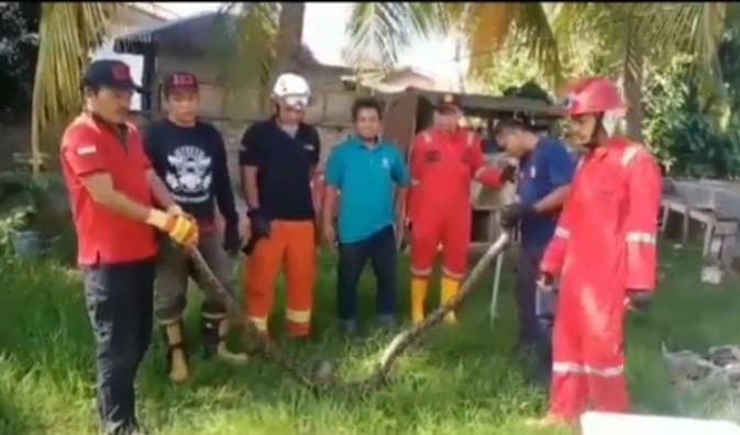mengerikan_ular_sanca_mangsa_unggas_warga_di_tanjung_balai