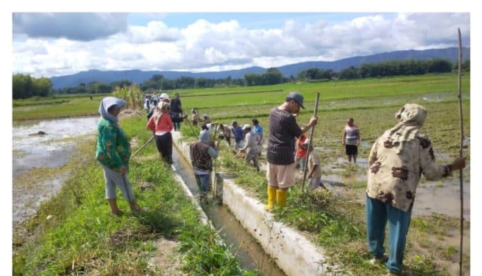 menjelang_masa_tanam_padi_petani_berburu_tikus_di_laguboti_toba