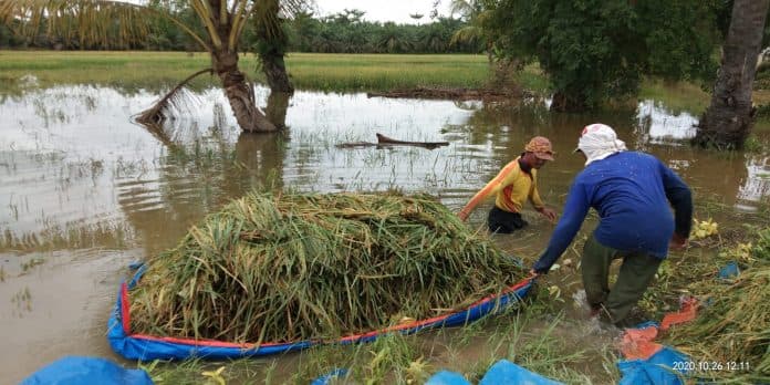 menyedihkan_hujan_deras_memaksa_petani_di_langkat_percepat_panen_padi